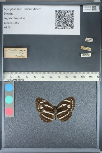 Media type: image;   Entomology 162805